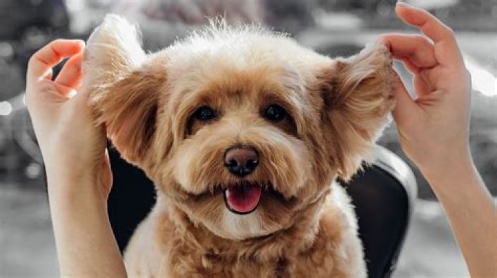 Should you pull hair out of dog's ears?