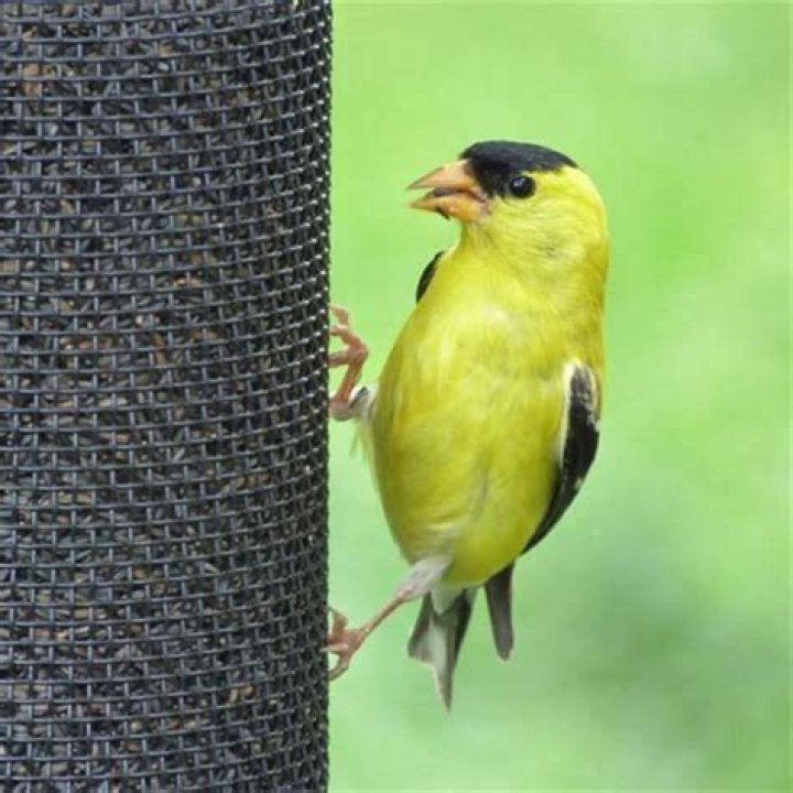 Should you put out bird seed in the winter?