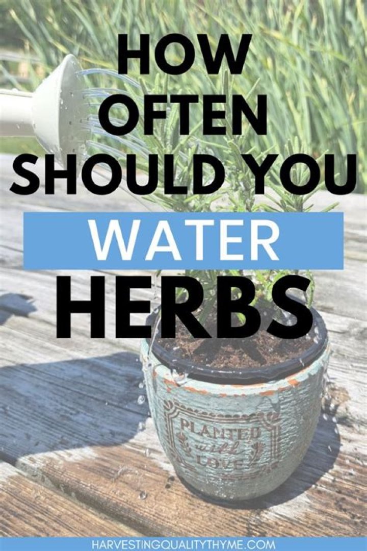 Should you water herbs everyday?