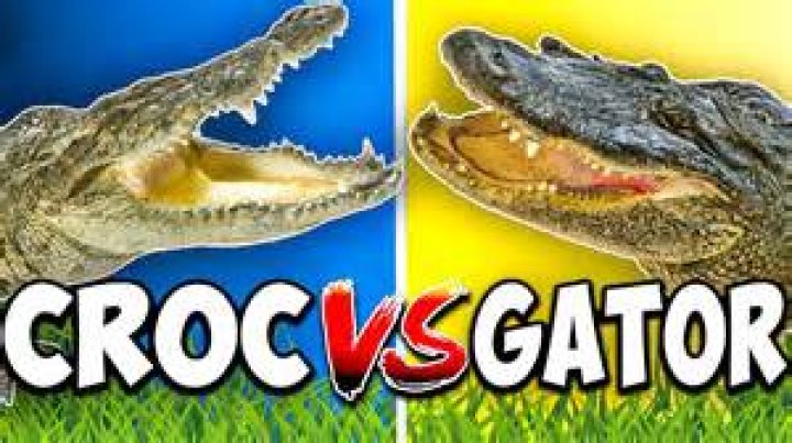 What's stronger a crocodile or a tiger?