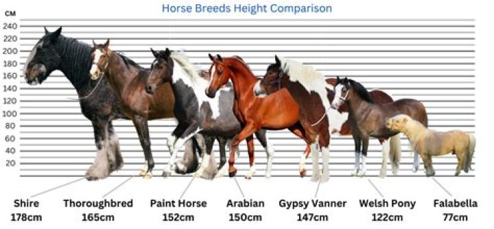 What's the biggest odds a horse has won at?