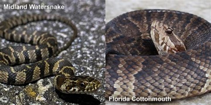 What's the difference in a water moccasin and a water snake?