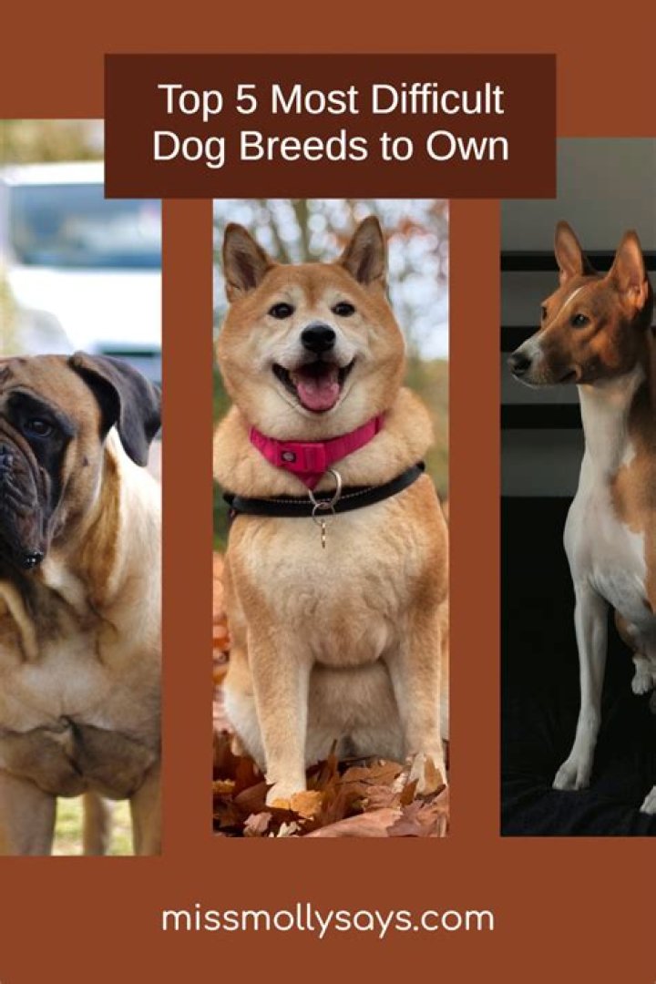 What's the hardest dog to own?