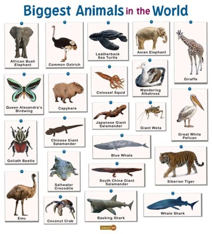 What's the most common animal in the world?