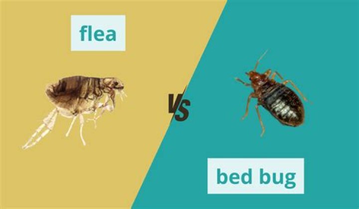 What's worse bed bugs or fleas?
