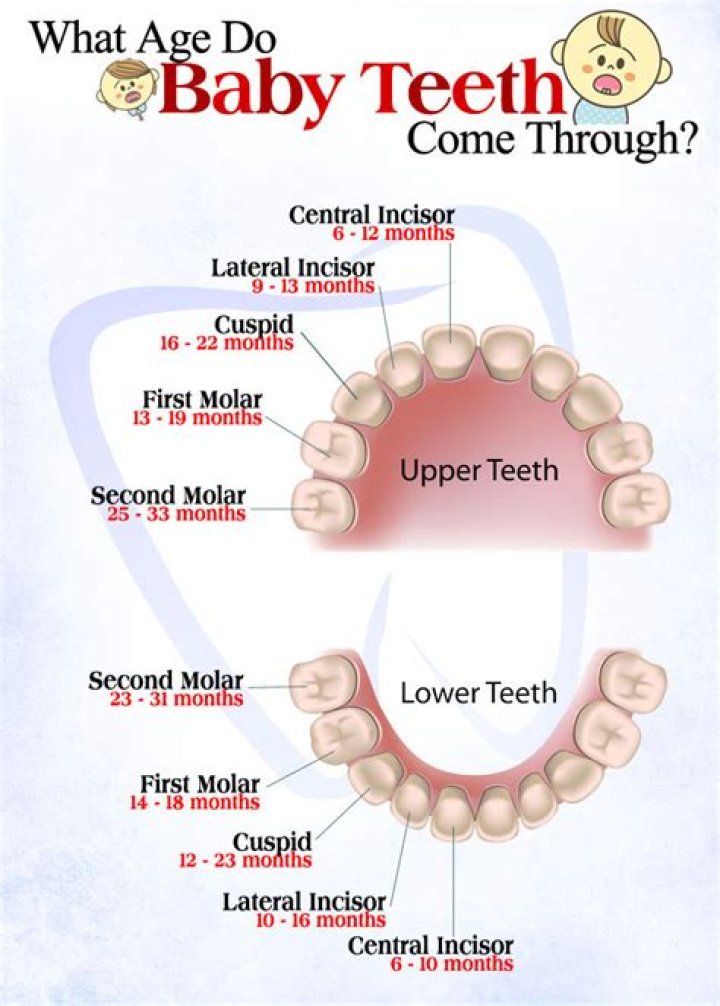 What age do babies teeth?