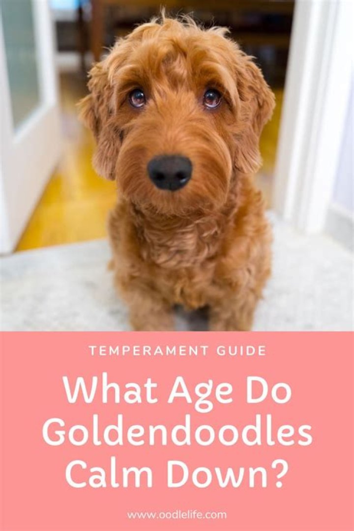 What age do Poodles calm down?