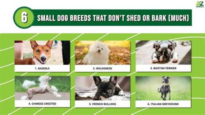 What animal barks but is not a dog?