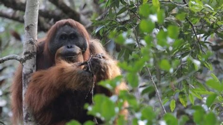 What animal is almost extinct?