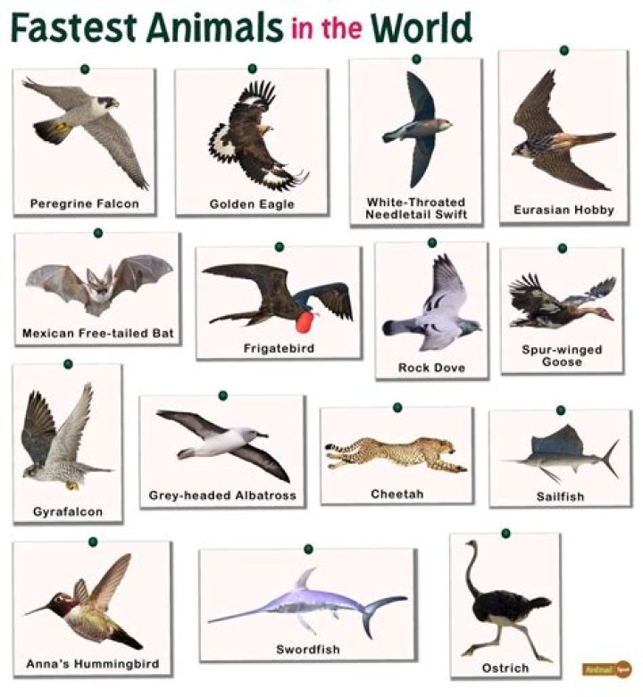 What animal is the best swimmer?