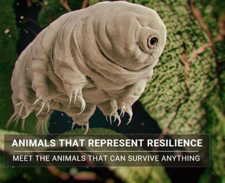 What animal represents loneliness?