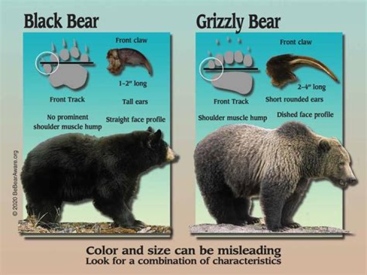 What are army bearskins made of?