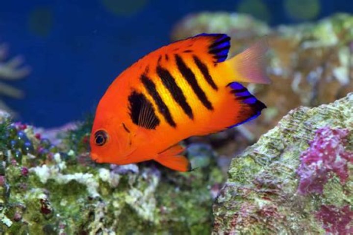 What are colorful fish called?