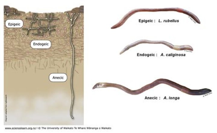 What are disadvantages of earthworms?