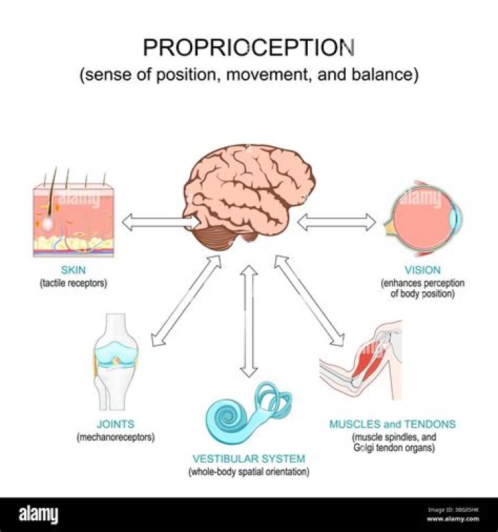 What are proprioceptive receptors?