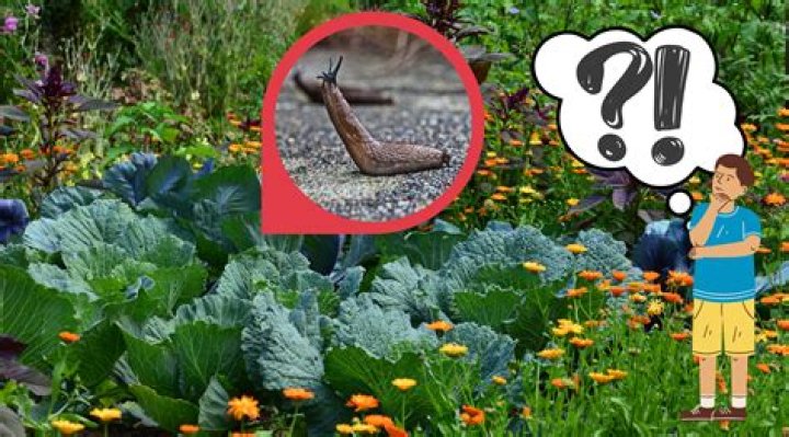 What are slugs good for?