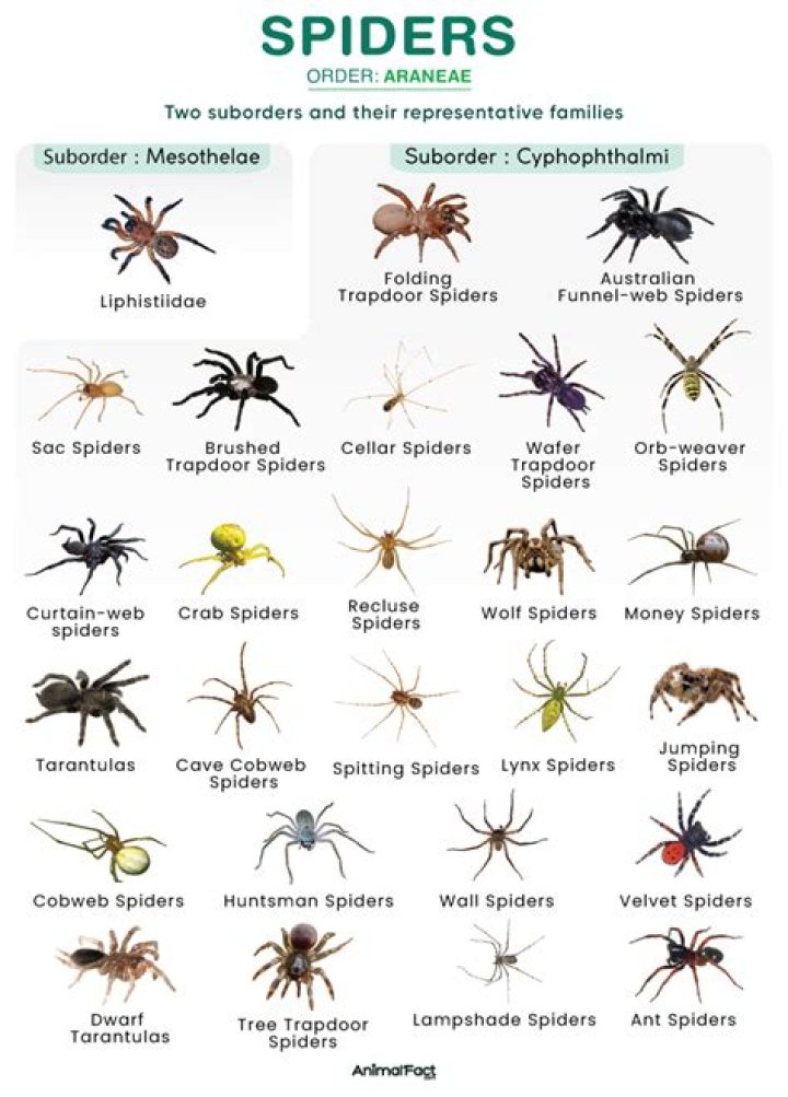 What are spiders attracted to in humans?