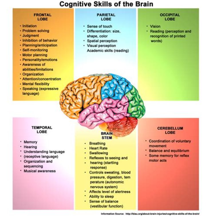What are the 7 cognitive processes?