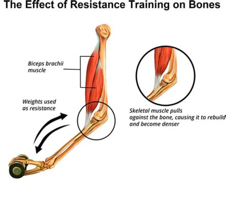 What are the effects of resistance training on the muscular and skeletal systems?