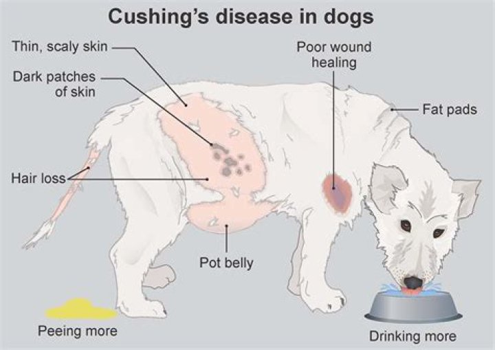 What are the final stages of Cushing's disease in dogs?