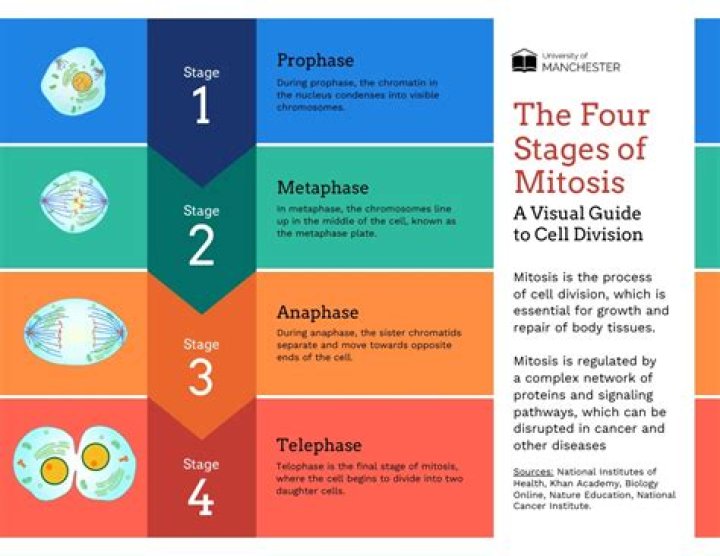What are the four stages of lupus?