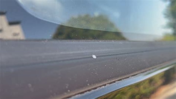 What are the little white bugs floating around?