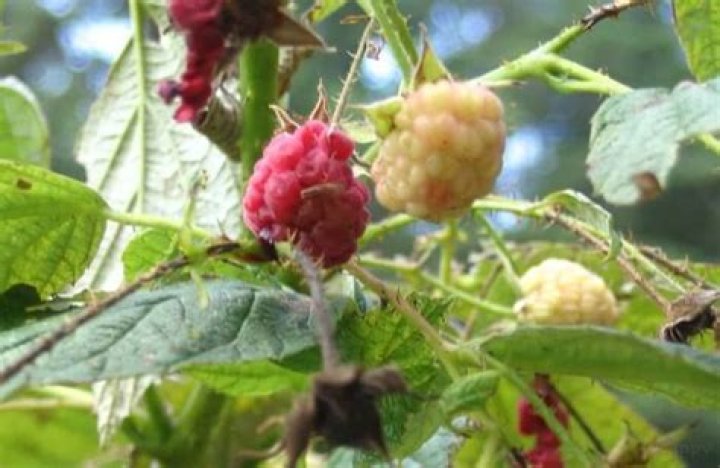 What are the little white worms in my raspberries?