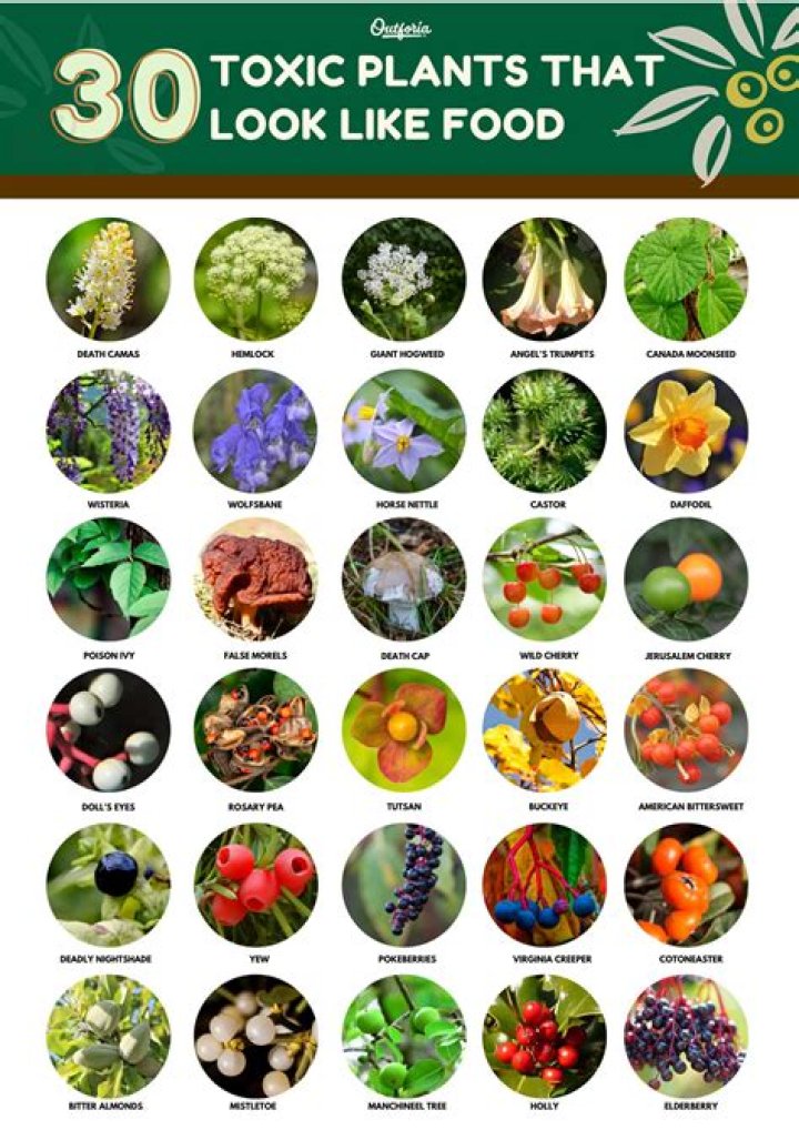 What are the most toxic plant foods?