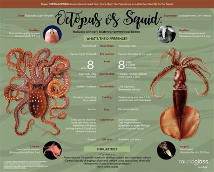 What are the octopus things in Matrix?
