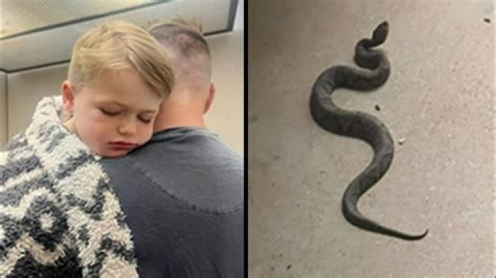 What are the odds of being bitten by a snake?