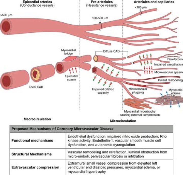 What are the signs and symptoms of microvascular disease?