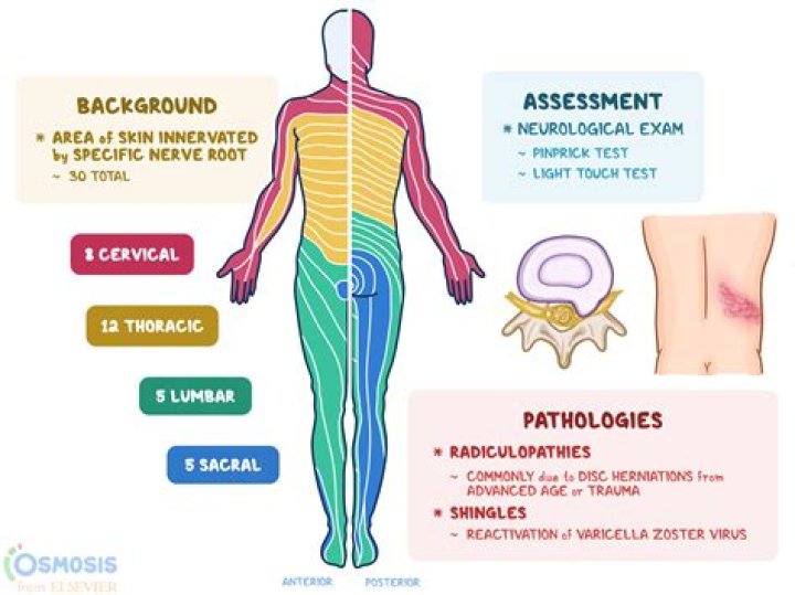 What are the symptoms of L4 nerve damage?