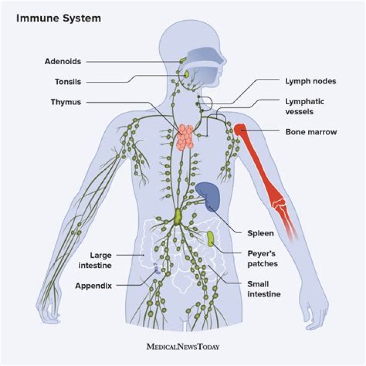 What are the symptoms of low immune system?