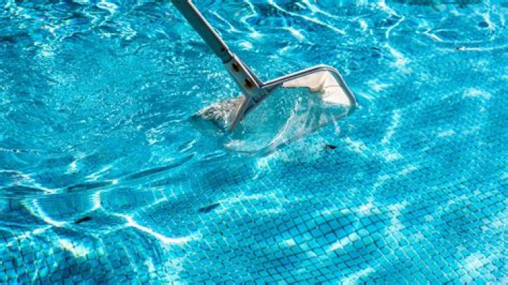 What are the tiny bees in my pool?