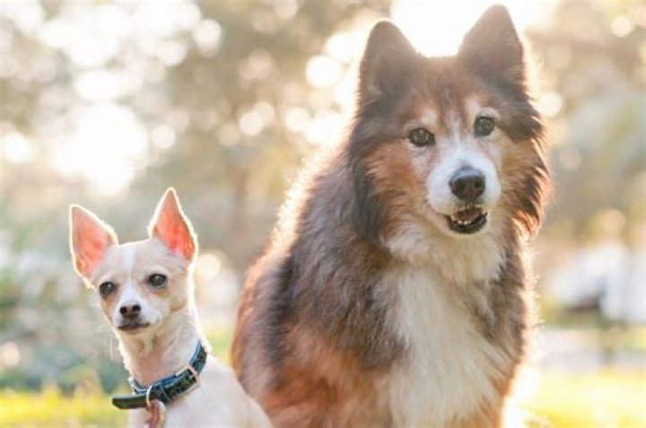 What breed of dog has the best temperament?