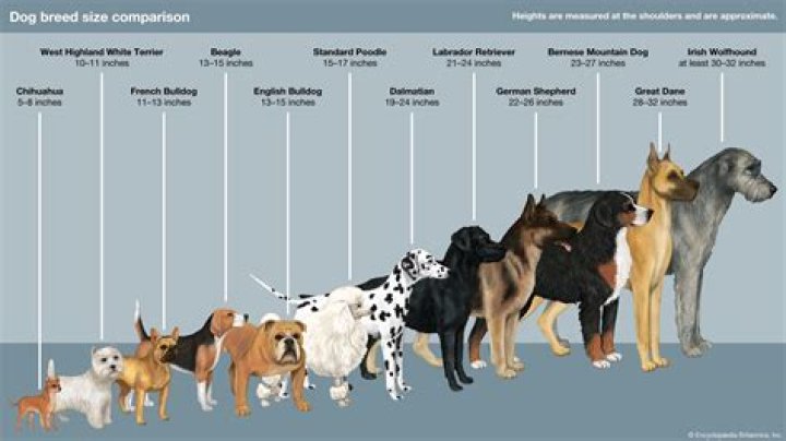 What breed of dog has the hardest bite?