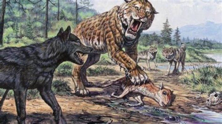What came before wolves?