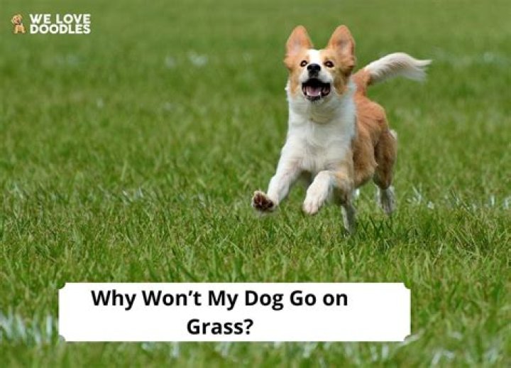 What can I do if my neighbor threatens my dog?