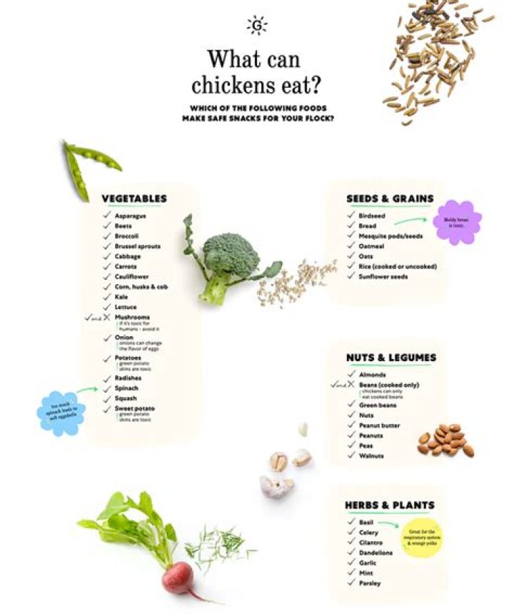 What can I feed my chickens if I run out of feed?
