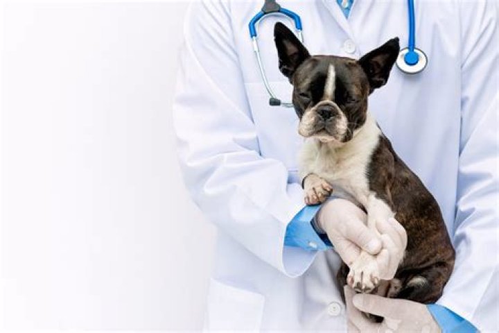 What can I give my dog for menstrual pain?