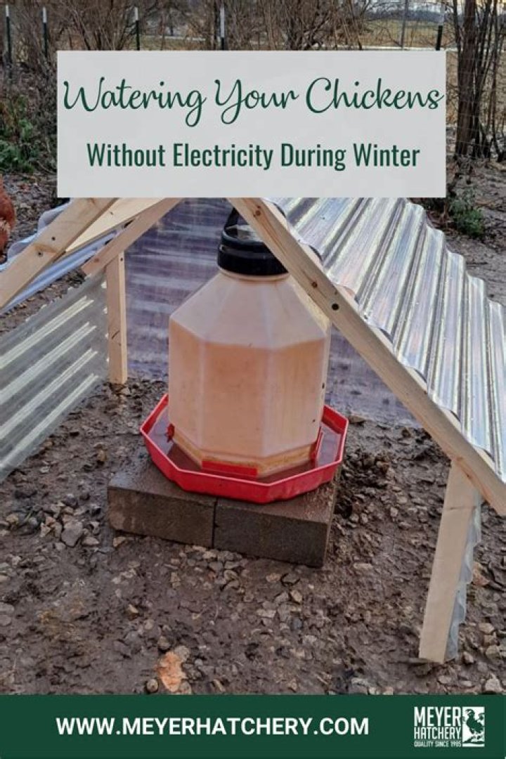 What can I put in my chickens water?