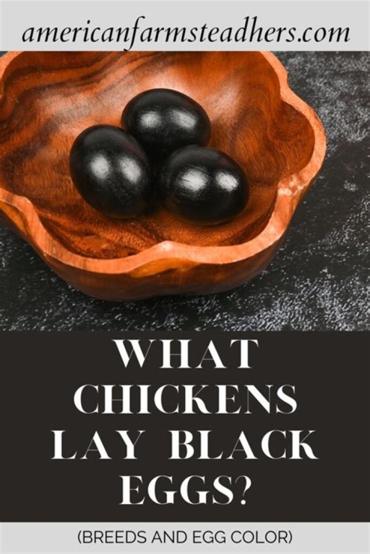 What chicken lays the darkest egg?