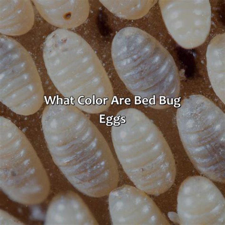 What color are bed bug larvae?