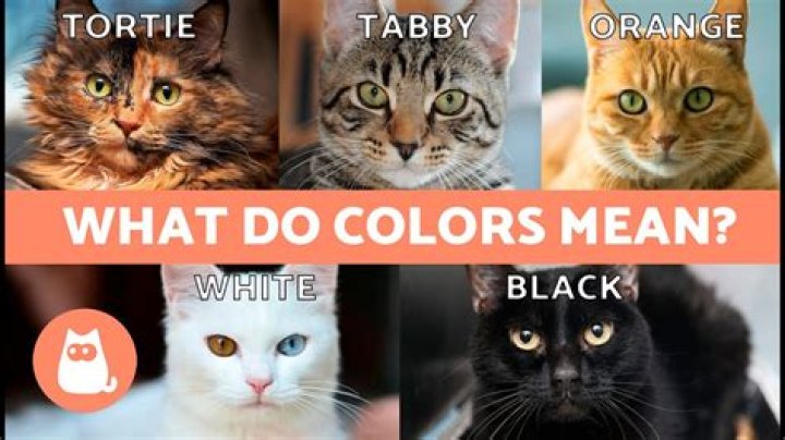 What color cats are the meanest?