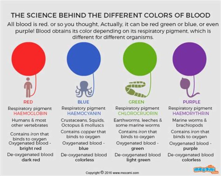 What color is human blood before it hits the air?