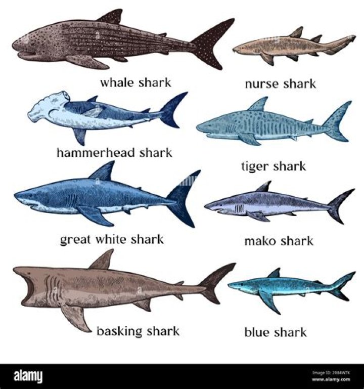 What colors sharks are attracted to?