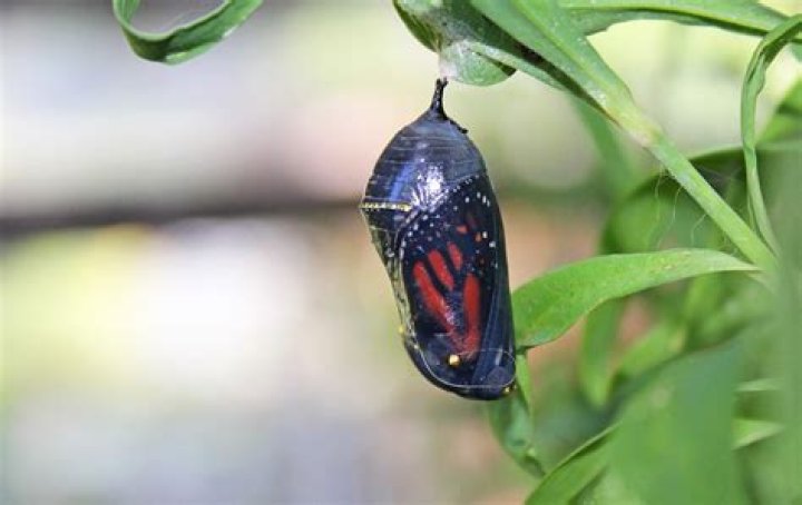 What Colour do butterflies bleed?