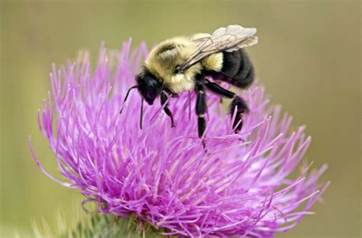 What comes out of a bees bum?
