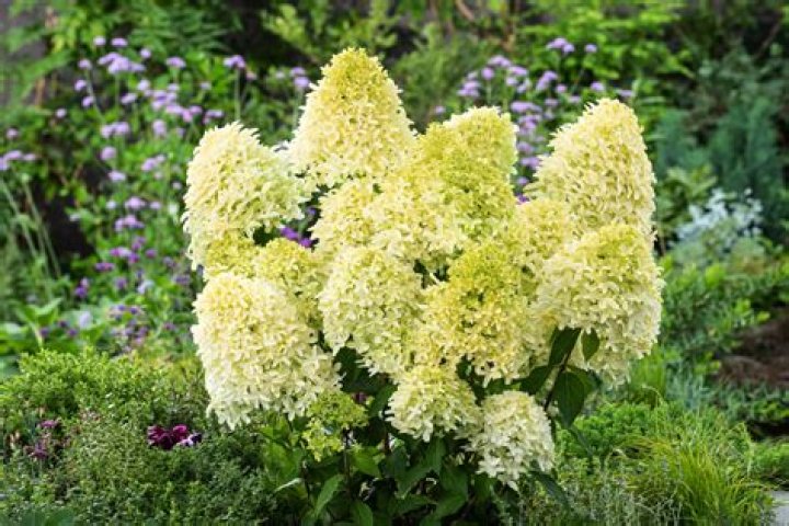 What compliments hydrangea?