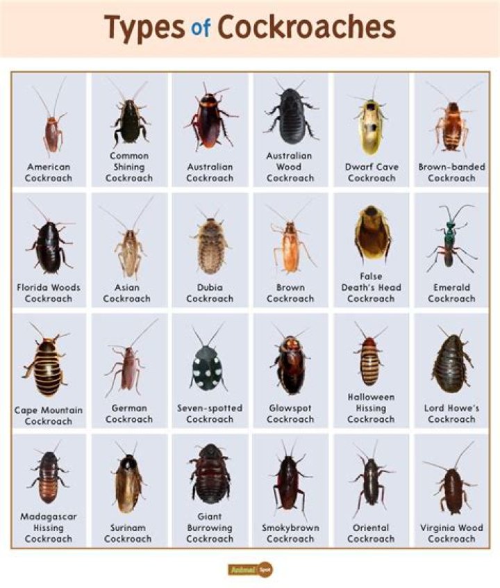 What country doesn't have cockroaches?